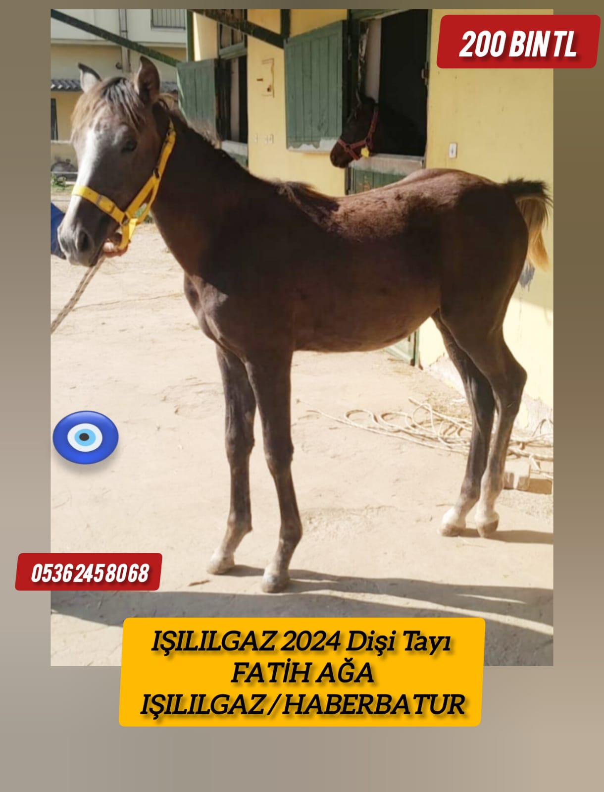 2024 Doğumlu Fatihağa Işılılgaz dişi tayı 